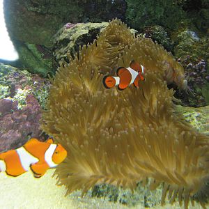 clownfish (Amphiprion ocellaris)