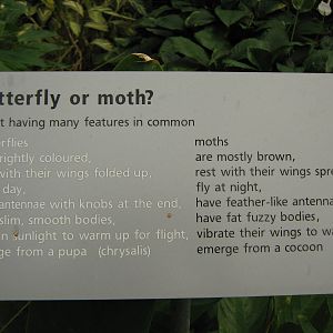 butterfly house