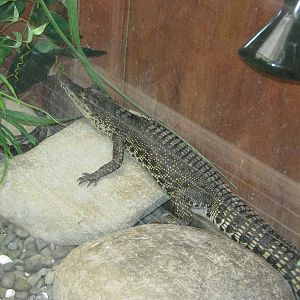 baby saltwater crocodile (Crocodylus porosus)