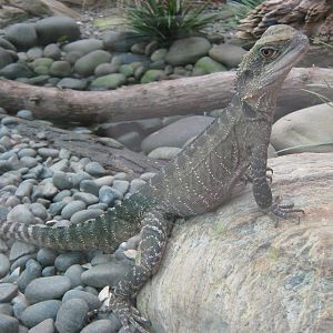 eastern water dragon (Physignathus leseuerii)