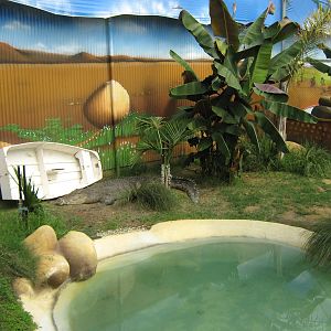 saltwater crocodiles (Crocodylus porosus)