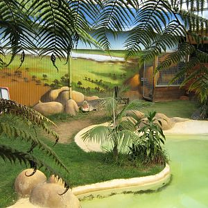 saltwater crocodiles (Crocodylus porosus)