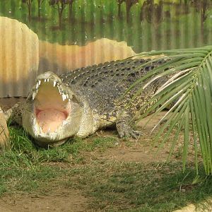 saltwater crocodiles (Crocodylus porosus)