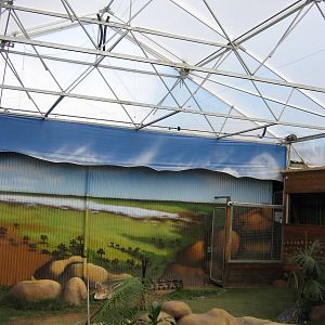 saltwater crocodile (Crocodylus porosus) enclosure