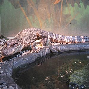 young American alligator (Alligator mississippiensis)