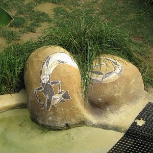 saltwater crocodile (Crocodylus porosus) enclosure