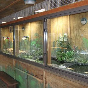 enclosure for the young American alligators