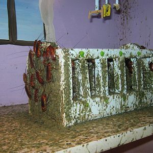 American cockroaches (Periplaneta americana)