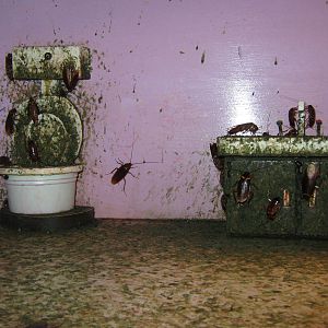 American cockroaches (Periplaneta americana)