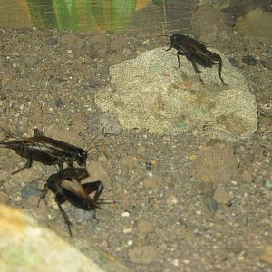 black field crickets (Teleogryllus commodus)