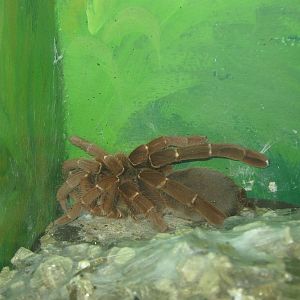 king baboon spider (Pelinobius muticus)