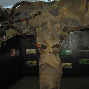 tarantula display
