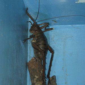 giant weta (Deinacrida heteracantha)