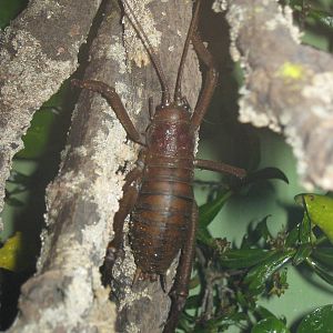 giant weta (Deinacrida heteracantha)