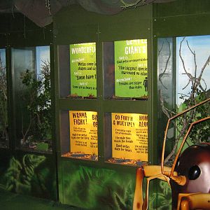 tanks for giant weta (Deinacrida heteracantha)