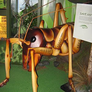 a real giant weta!!