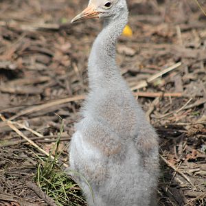four-week-old brolga chick (Grus rubicunda)