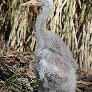 four-week-old brolga chick (Grus rubicunda)