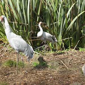 four-week-old brolga chick with parents