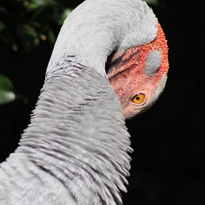 brolga (Grus rubicunda)