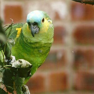 Blue-fronted Amazon 3rd August 2012