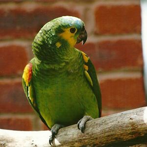 Blue-fronted Amazon 3rd August 2012