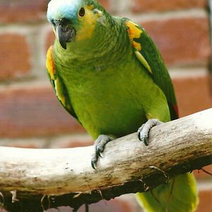 Blue-fronted Amazon 3rd August 2012