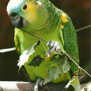 Blue-fronted Amazon 3rd August 2012