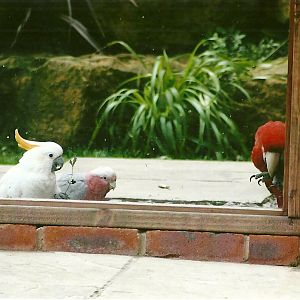 Parrot aviary, 3rd August 2012