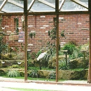 Parrot aviary 3rd August 2012