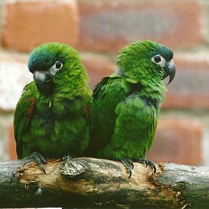 Hahn's Macaws 3rd August 2012