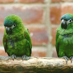 Hahn's Macaws 3rd August 2012