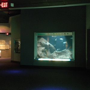 2010 - reef tank