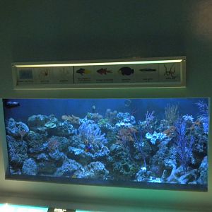 2010 - Reef tank