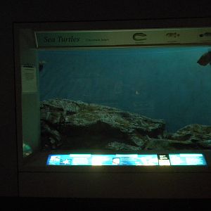 2010 - Sea Turtles