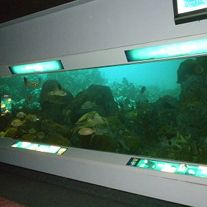 2010 - Reef Tank