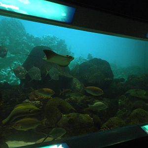 2010 - Reef Tank