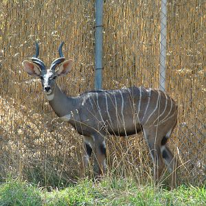 Lesser Kudu