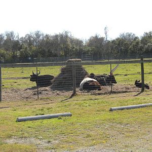 2010 - Banteng, Belted Cattle, Ankole