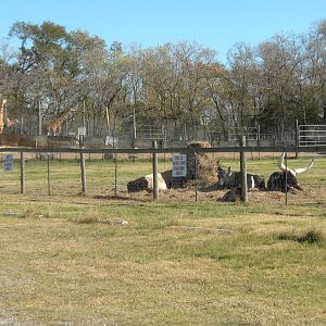 2010 - Banteng, Belted Cattle, Ankole