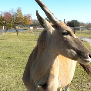 2010 - Eland