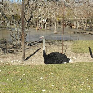 2010 - Ostrich