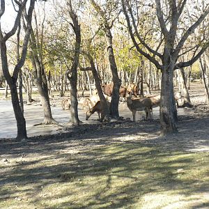 2010 - Pere David's Deer