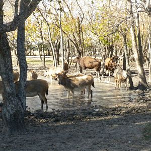 2010 - Pere David's Deer