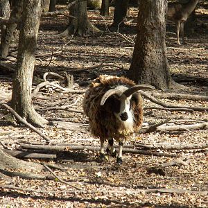 2010 - Four-Horned Sheep