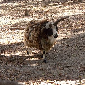 2010 - Four-Horned Sheep