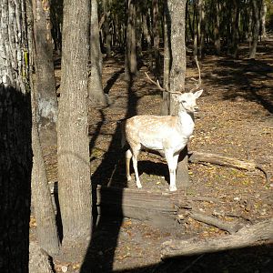 2010 - Fallow Deer