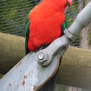 male Australian king parrot (Alisterus scapularis)