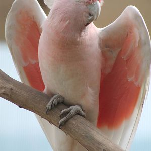 Major Mitchells cockatoo (Cacatua leadbeateri)