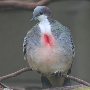 bleeding-heart pigeon (Gallicolumba luzonica)